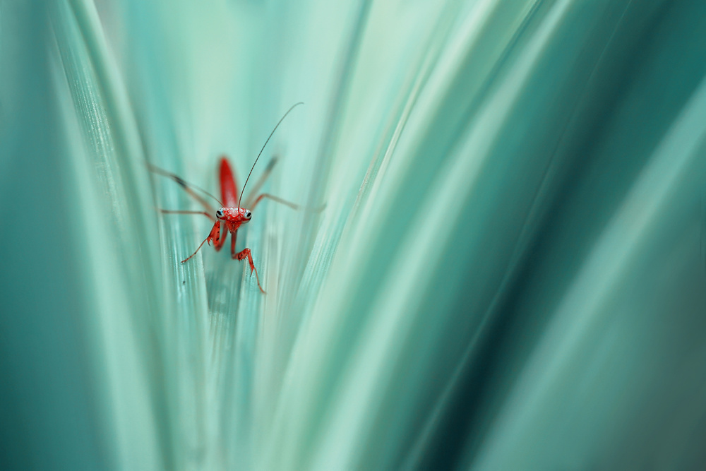 Red Mantis von r. adi kurniawan