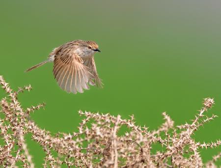 Graceful Prinia in Flight