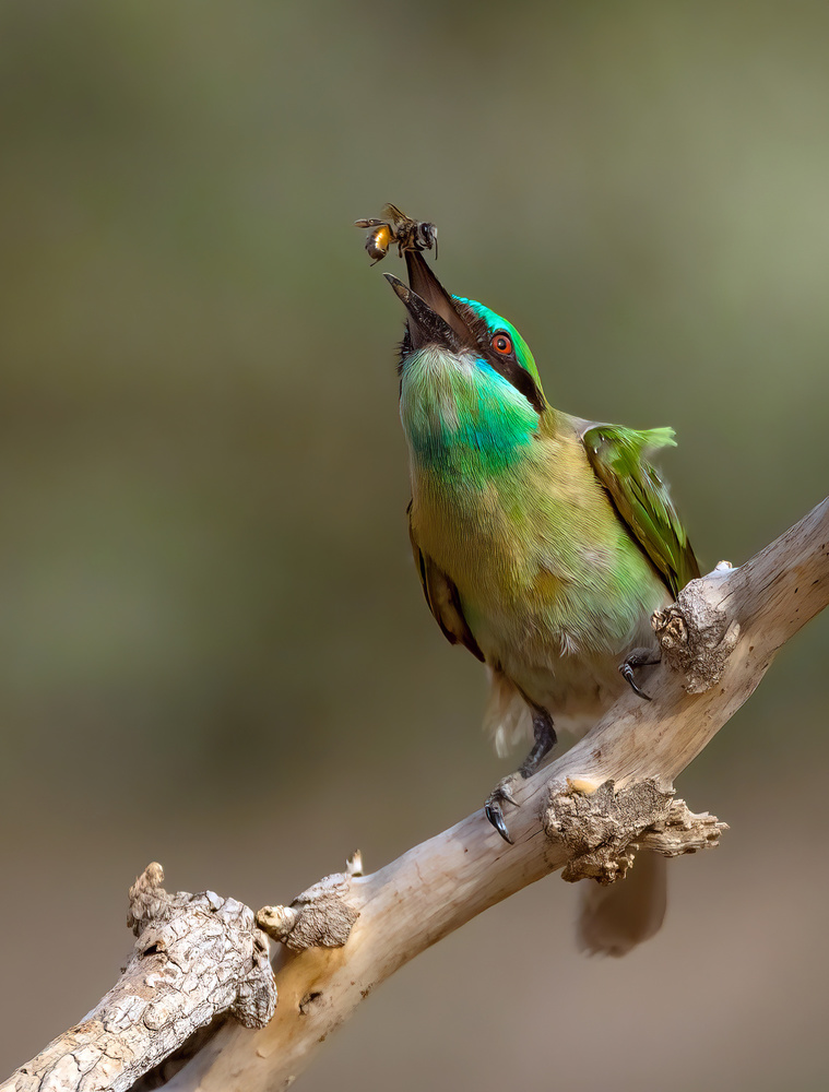 ARABIAN BEE EATER von Raad Btoush