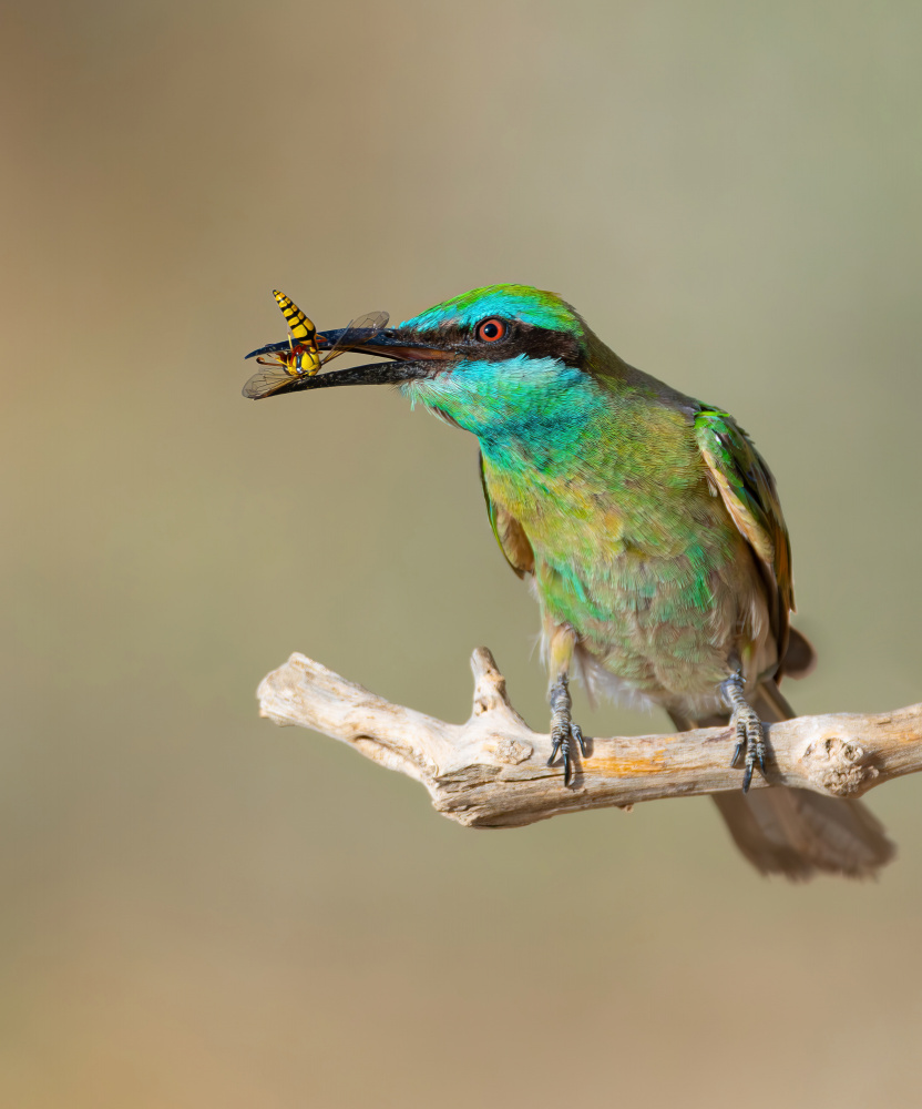 Arabian bee-eater von Raad Btoush