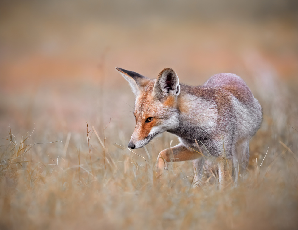 Arabian Red Fox von Raad Btoush