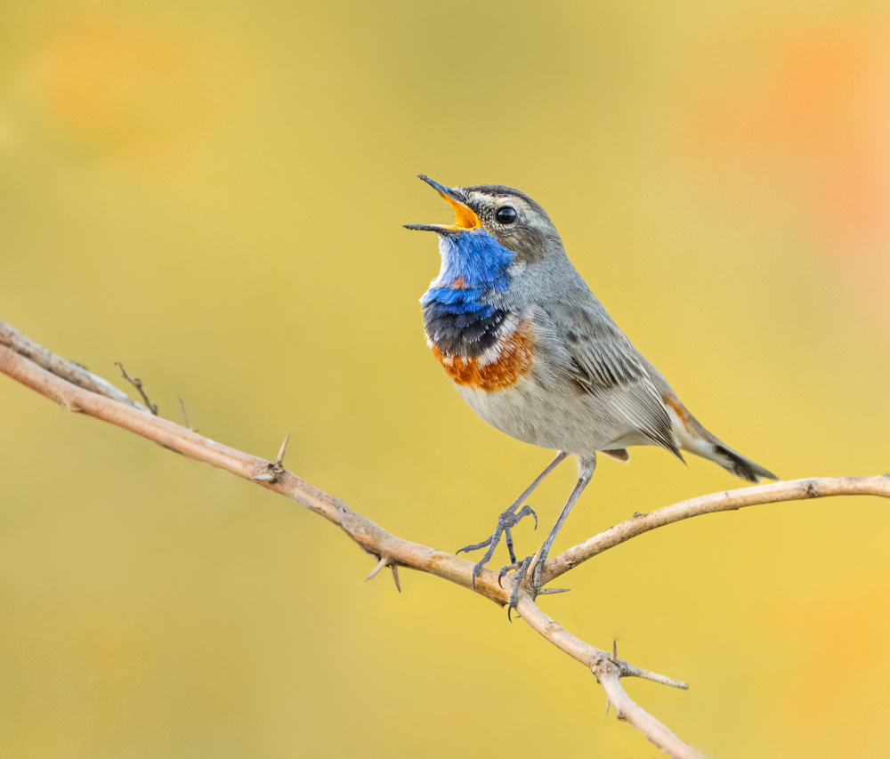 BLUETHROAT von Raad Btoush