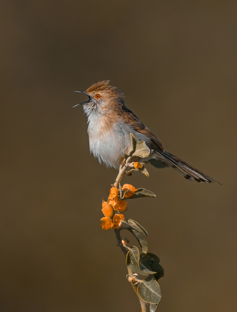 A SONG TO EARLY LIGHT von Raad Btoush