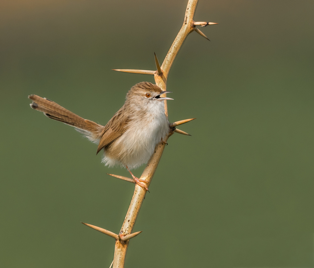 A Beak and Thorns! von Raad Btoush