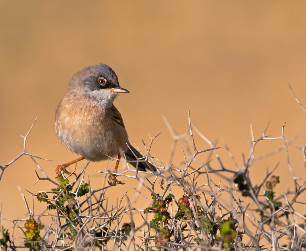 A BEAUTY &amp; THORNS von Raad Btoush