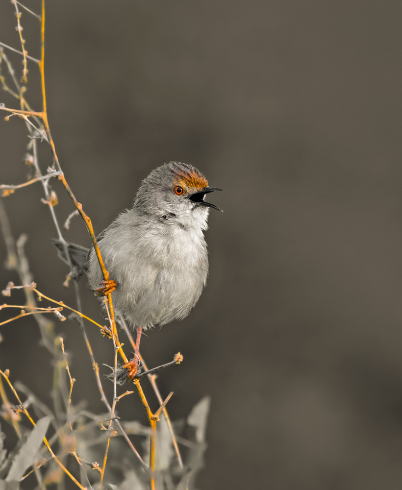 First Light von Raad Btoush