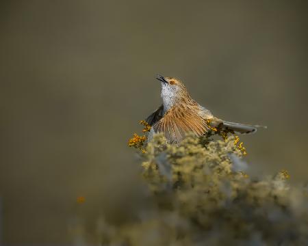 Ms. Prinia