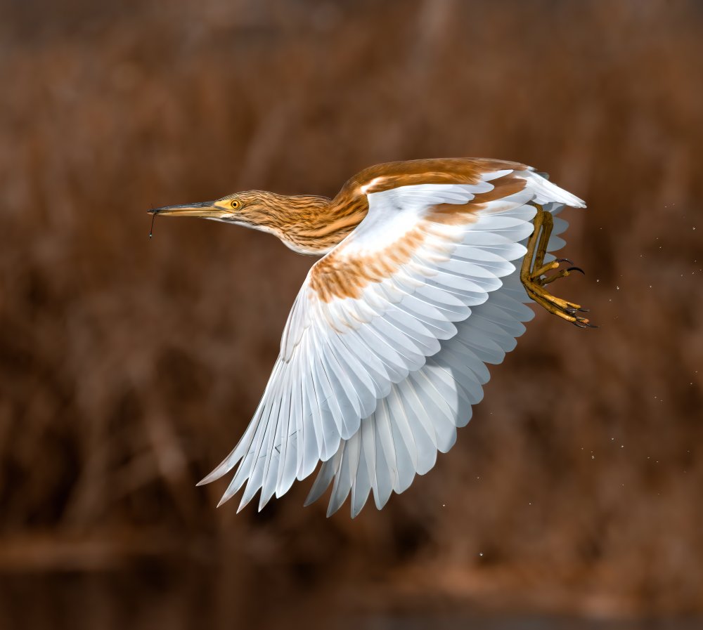 GOLDEN HERON von Raad Btoush