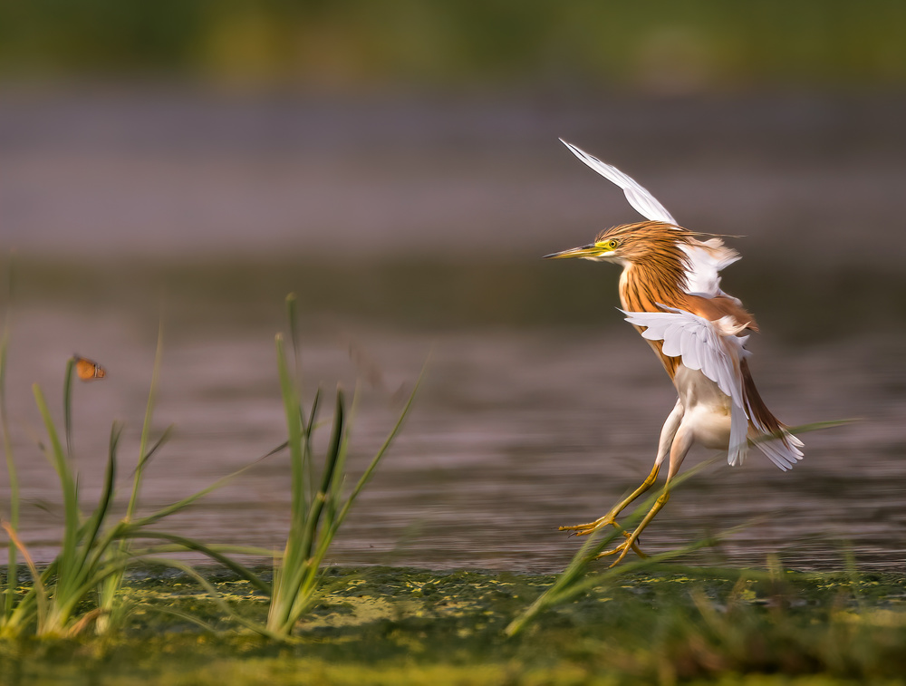 LANDING von Raad Btoush