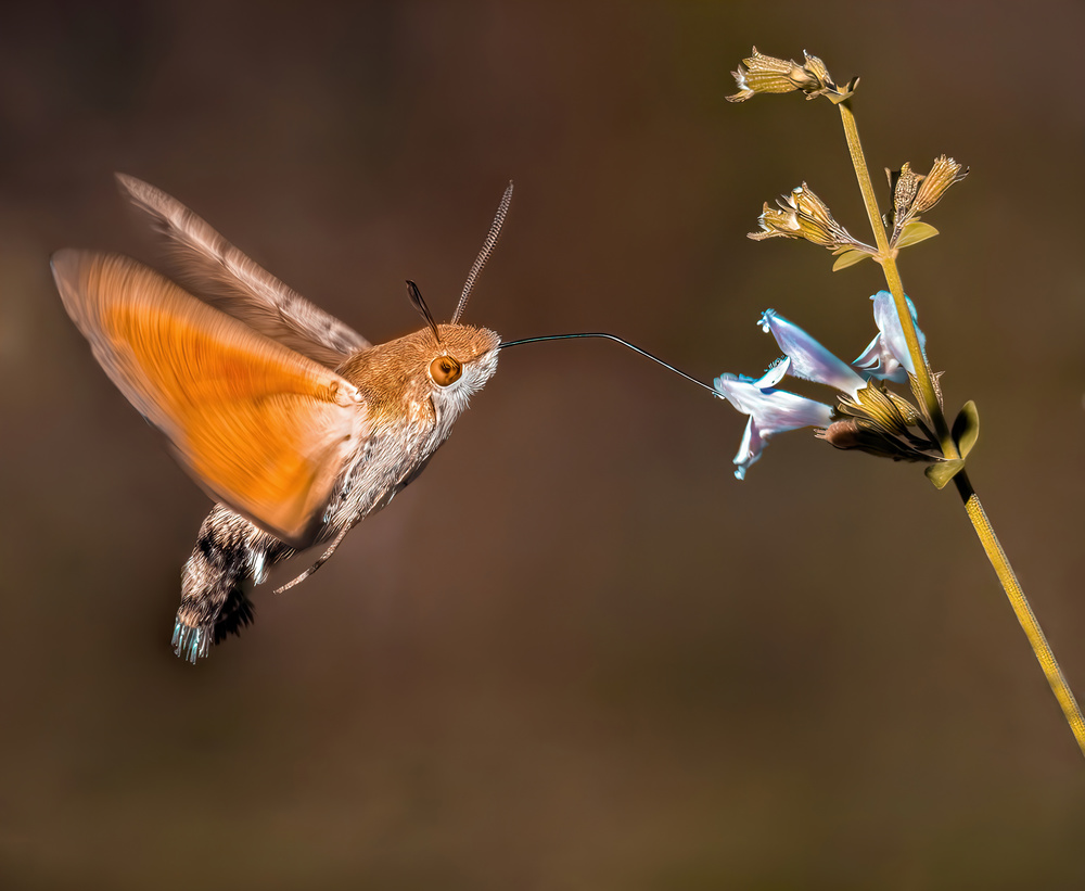 ORANGISH von Raad Btoush