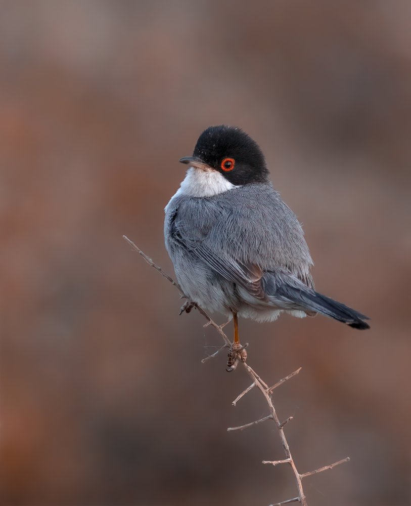 PORTRAIT OF A SARDINIAN WARBLER von Raad Btoush