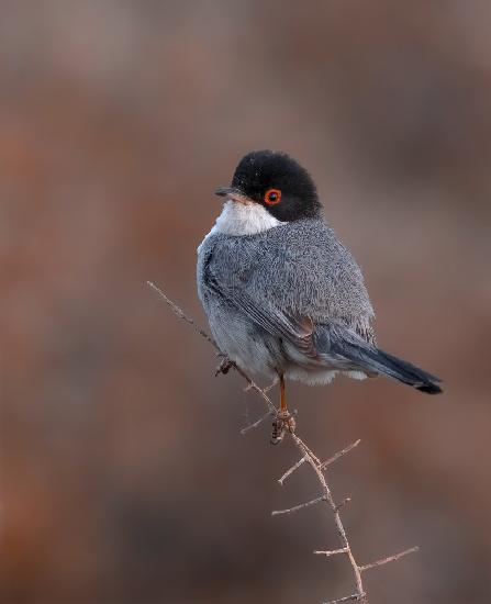 PORTRAIT OF A SARDINIAN WARBLER