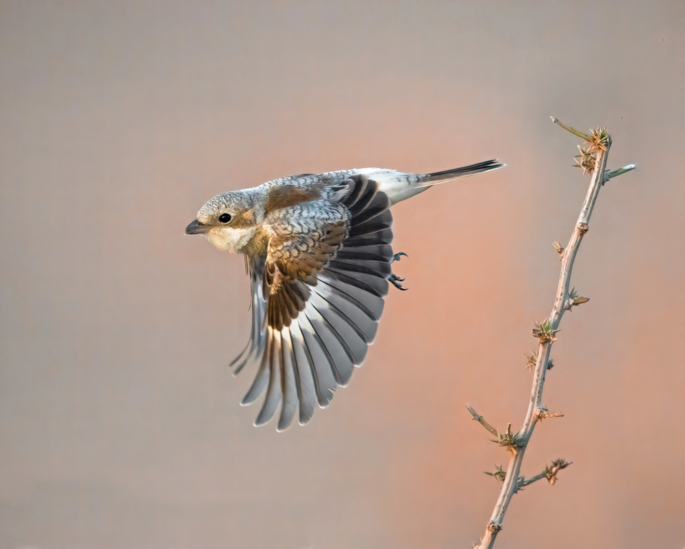 woodchat shrike von Raad Btoush