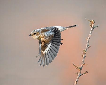 woodchat shrike