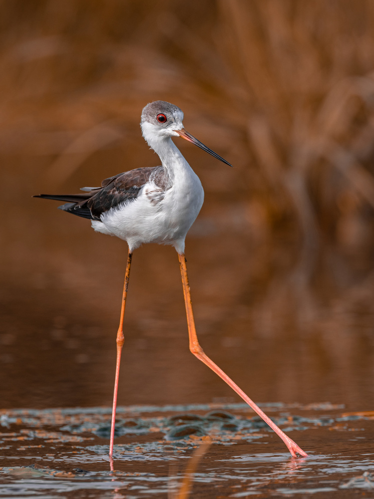 black-winged stilt von Raad Btoush