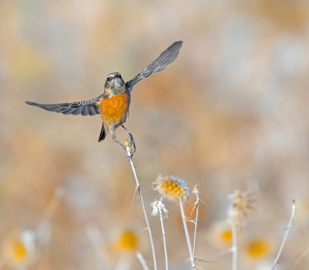 Stonechat taking off von Raad Btoush