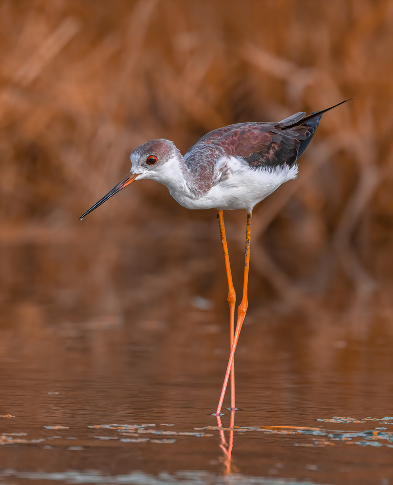 STILT von Raad Btoush