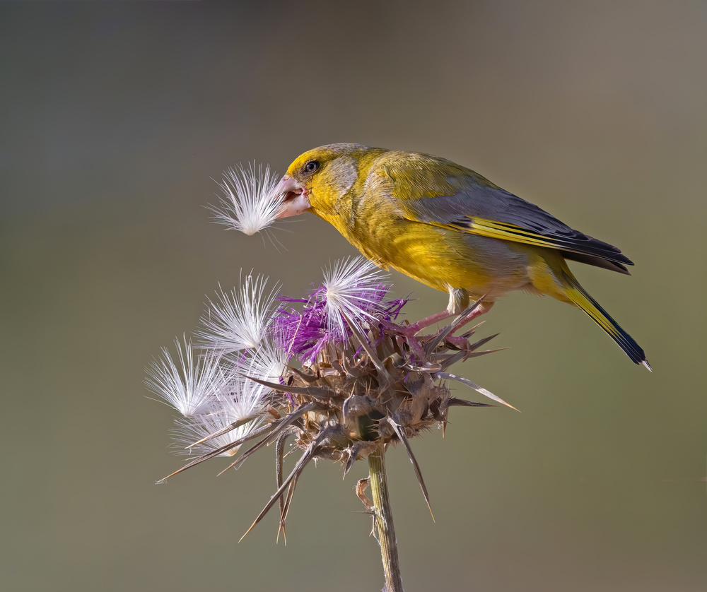 NESTING von Raad Btoush