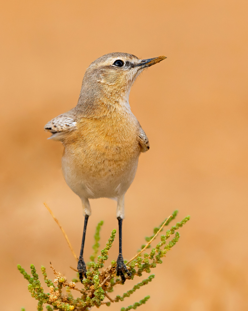 WHEATEAR von Raad Btoush