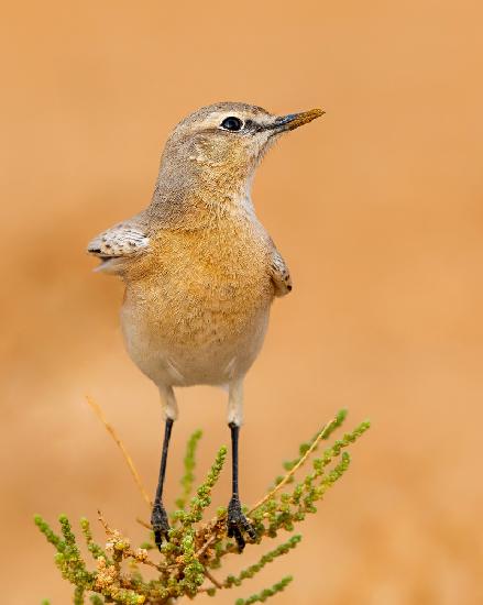 WHEATEAR