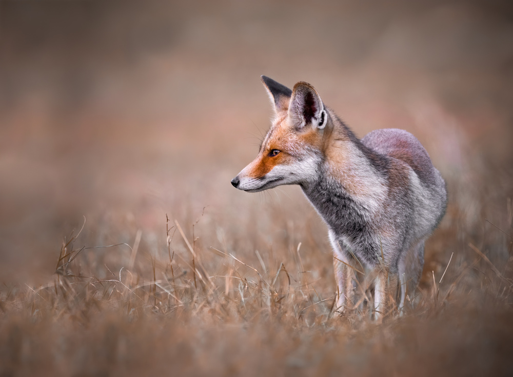 WILD BEAUTY von Raad Btoush