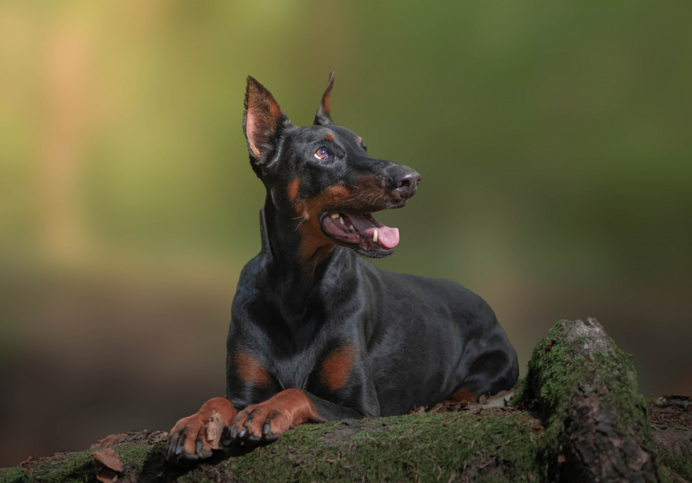 Doberman Nira von Rade Malic