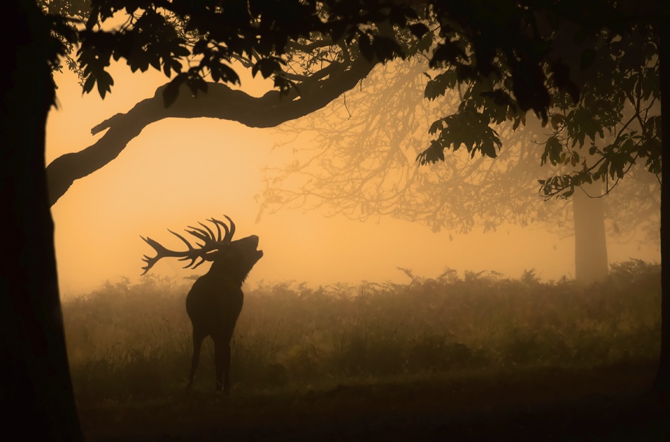 the love call von Radojica Jevric fotorax