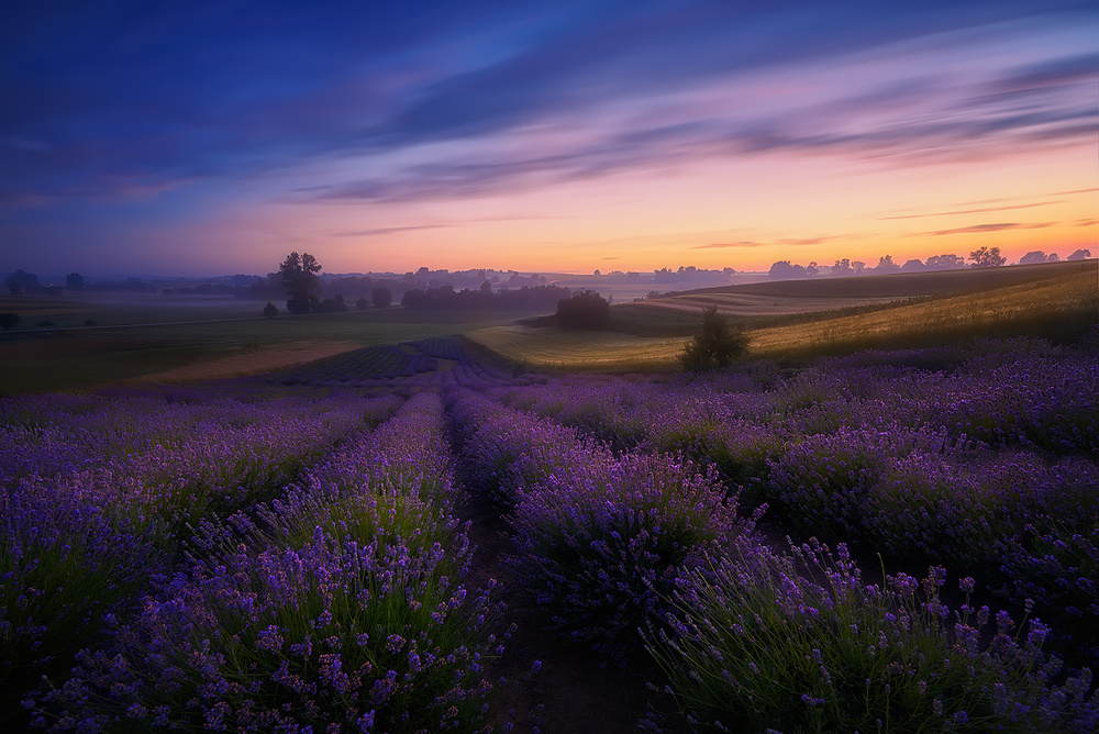 Lavender fields von Rafal Kaniszewski