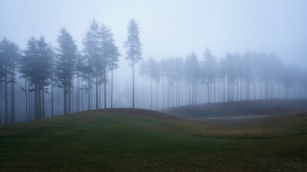 Foggy forest von Rafal Kaniszewski