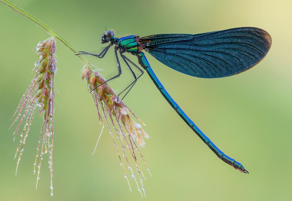 Calopteryx virgo von Raffaella Coreggioli