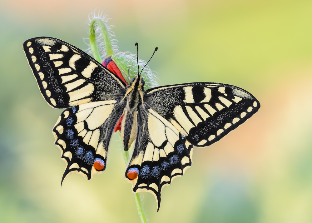 A special Papilio von Raffaella Coreggioli