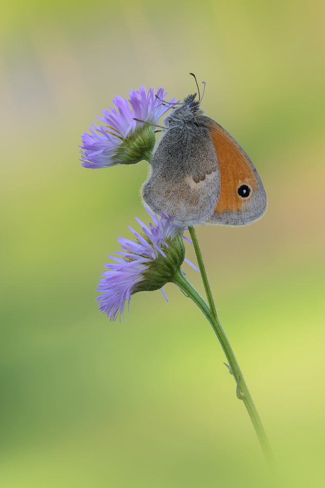 Painted from nature von Raffaella Coreggioli