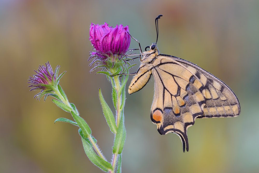 Surprise by Papilio von Raffaella Coreggioli