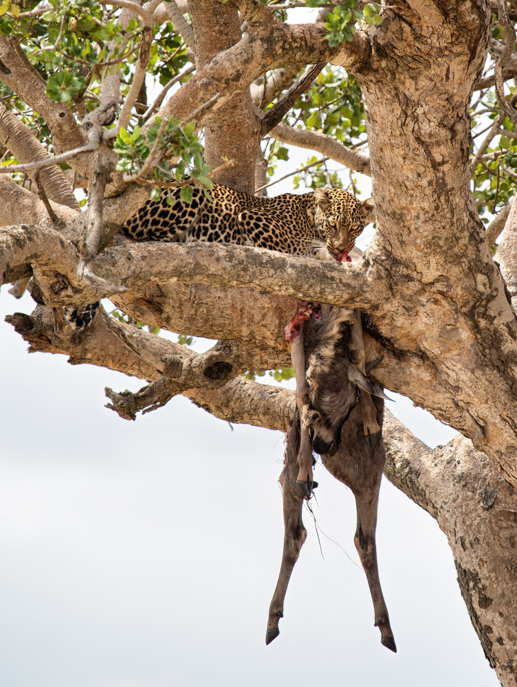 Natures Offerings von Raffi Bashlian