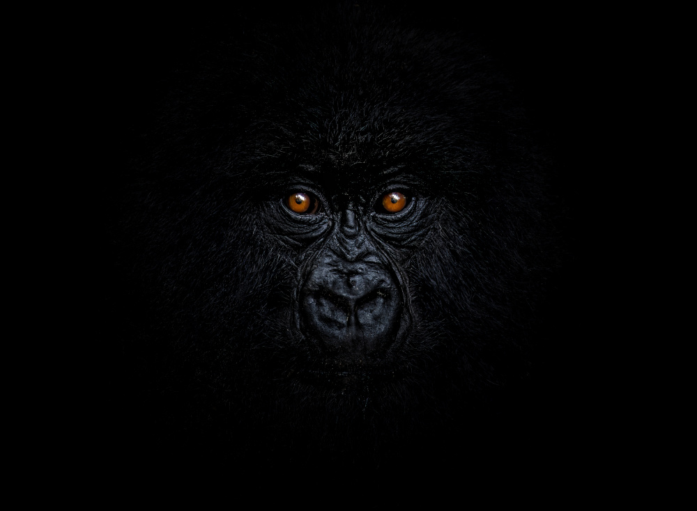 Baby Mountain Gorilla von Raffi Bashlian