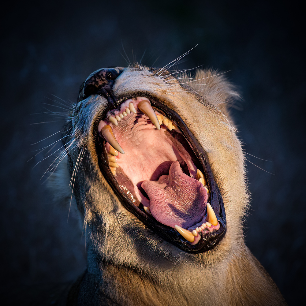 The Wild Yawn von Raffi Bashlian