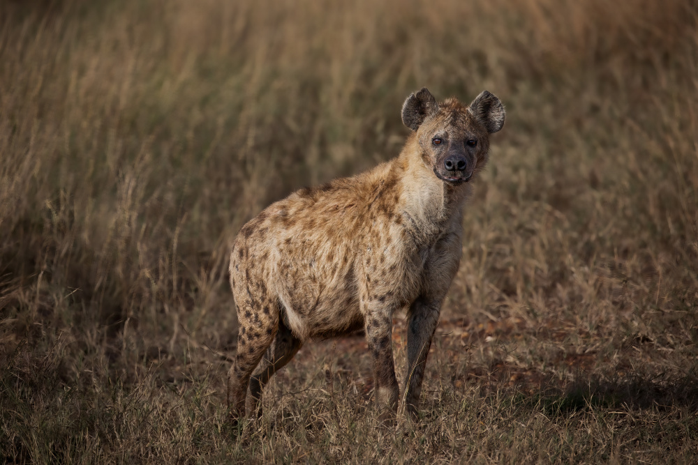 A Pregnant Hyena von Raffi Bashlian