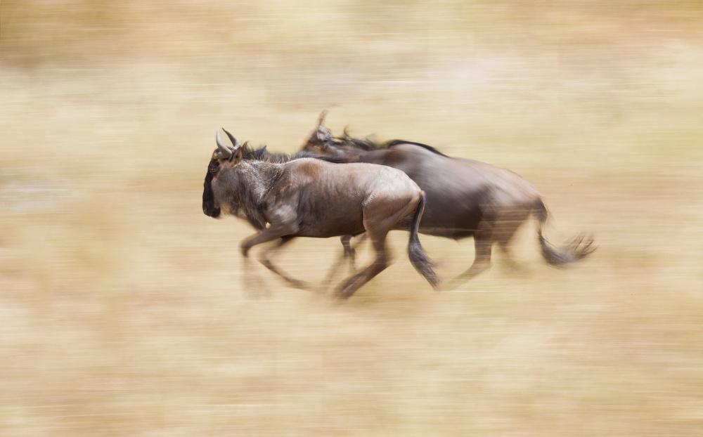 Wildebeests On The Run von Raffi Bashlian