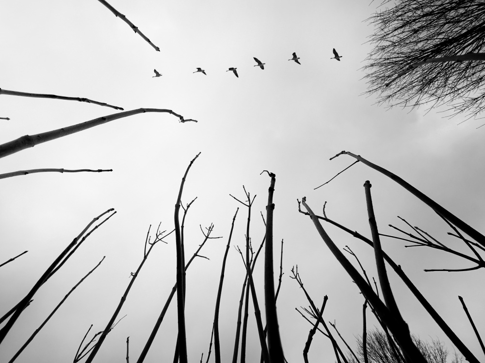 Reaching the skies von Raghuvamsh Chavali