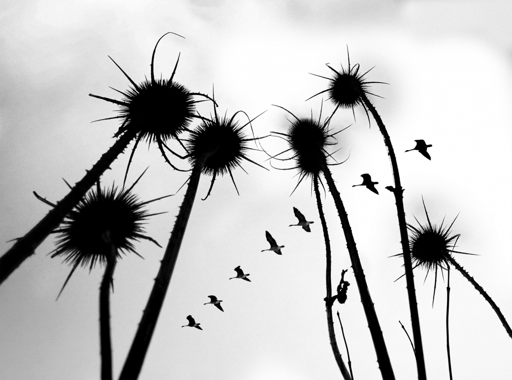 Silhouette of Common Teasel plant von Raghuvamsh Chavali