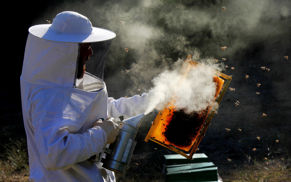 Beekeeping von Ragip Sari