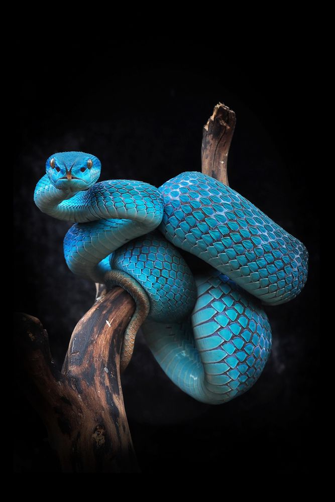 Trimeresurus von Rahmat Aryal