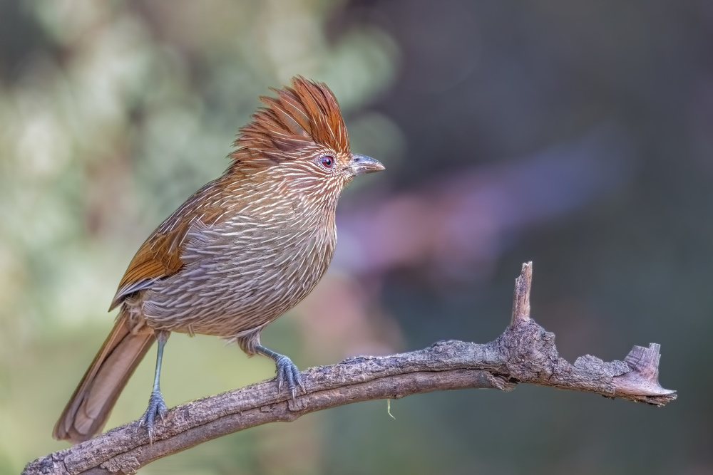 Straited laughingthrush von Rahul Wedpathak