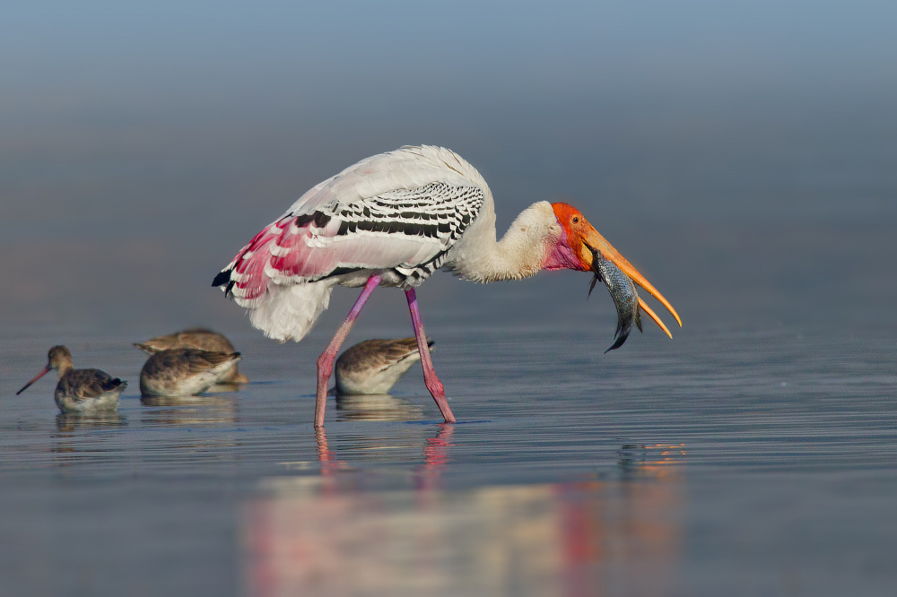 A Catch von Rahul Wedpathak