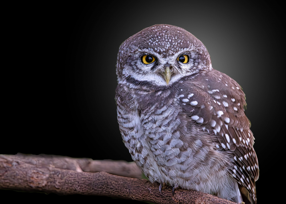 Spotted Owlet von Rahul Wedpathak