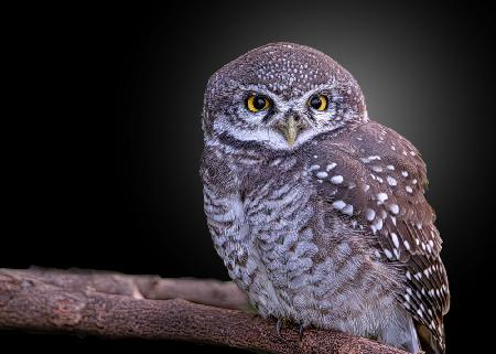 Spotted Owlet