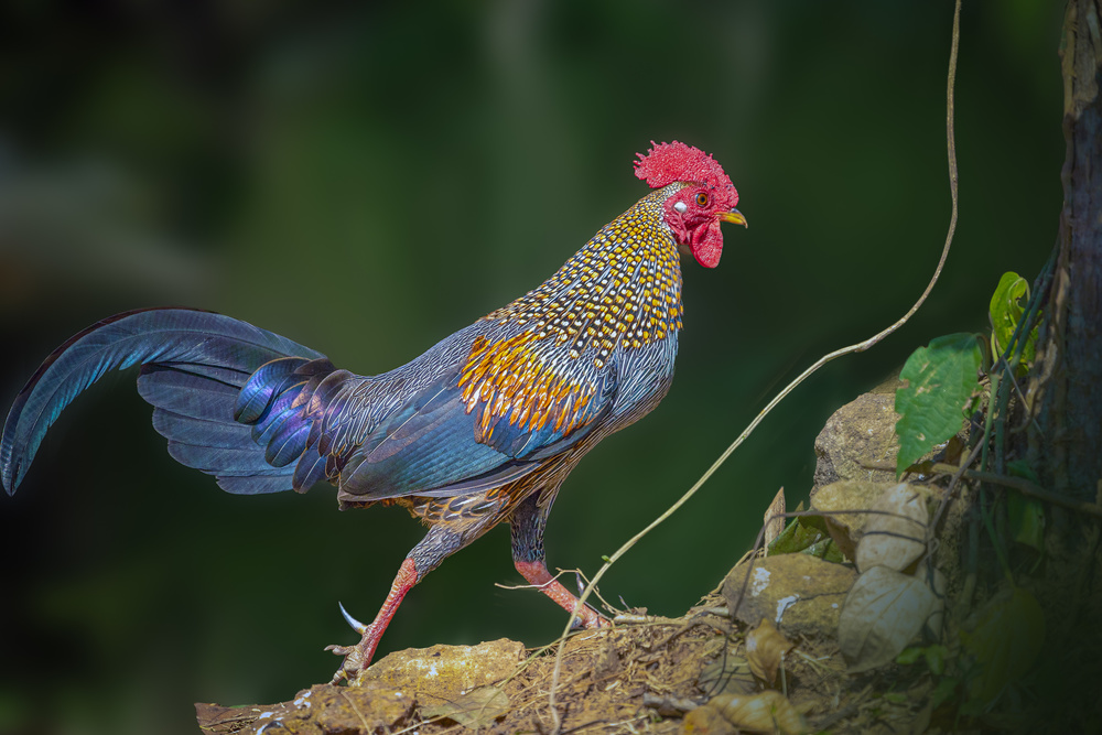 Grey Jungle Fowl von Rahul Wedpathak