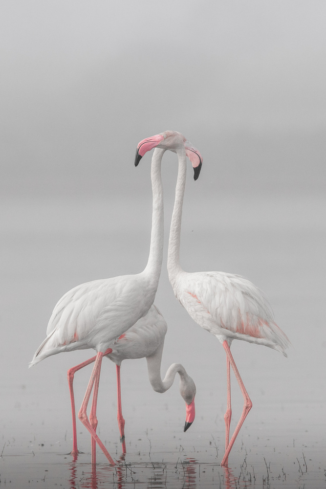 GREATER FLAMINGO von Rahul Wedpathak