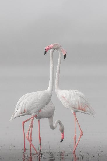 GREATER FLAMINGO