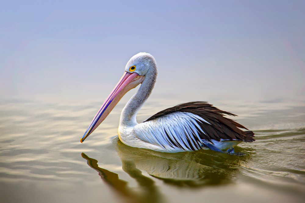 Dalmatian Pelican von Rahul Wedpathak